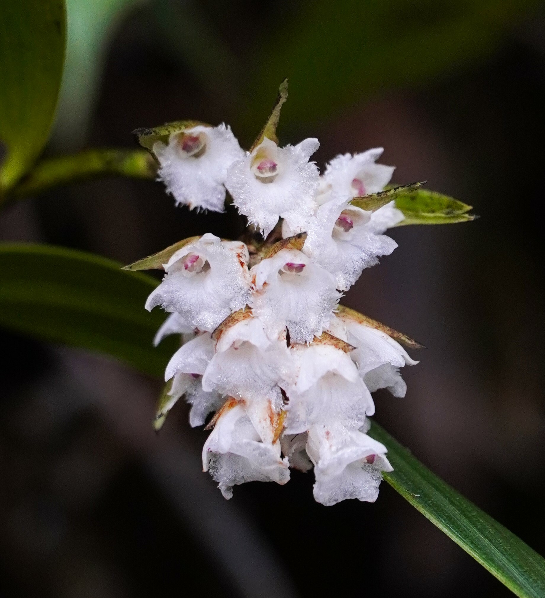 Elleanthus image