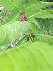 Triosteum perfoliatum