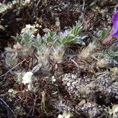 Oxytropis huddelsonii