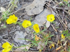 Camissonia sierrae sierrae