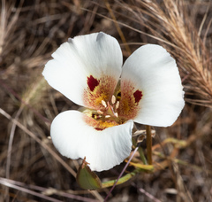 Calochortus vestae