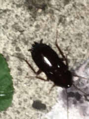 Blatta orientalis