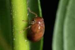 Hemisphaerius