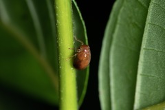 Hemisphaerius