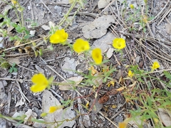 Camissonia sierrae sierrae