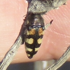 Acmaeodera tuta