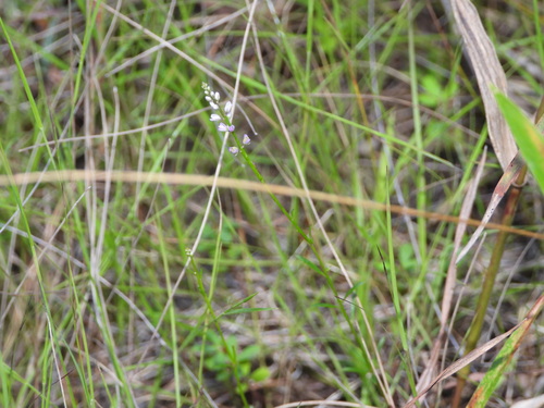 Image of Ambiguous Whorled Milkwort (Senega ambigua) by (c) Jared Shorma, some rights reserved (CC BY)