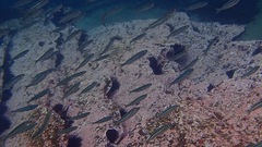 Atherinomorus vaigiensis