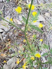 Camissonia sierrae sierrae