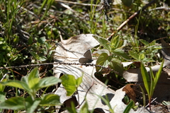 Glaucopsyche lygdamus couperi