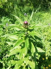 Cirsium helenioides