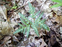 Sceptridium dissectum dissectum