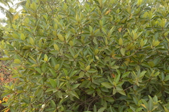 Rhizophora apiculata