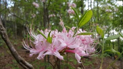Rhododendron canescens