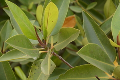 Rhizophora apiculata