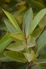 Rhizophora apiculata