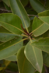 Rhizophora apiculata