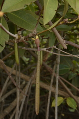 Rhizophora apiculata