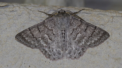 Crypsiphona tasmanica