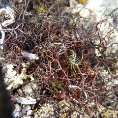 Bryocaulon divergens