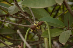 Rhizophora apiculata