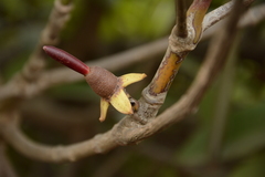 Rhizophora apiculata