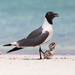 Laughing Gull - Photo (c) José Antonio Linage Espinosa, some rights reserved (CC BY-NC), uploaded by José Antonio Linage Espinosa