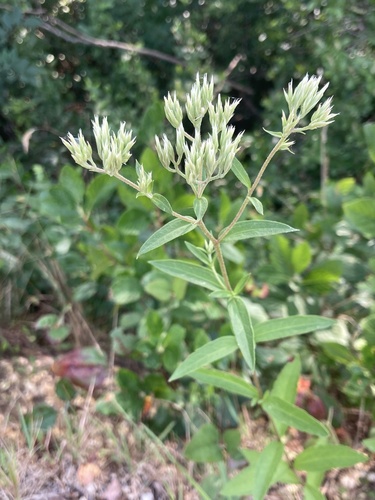 Image of Eupatorium subvenosum by (c) er-birds, some rights reserved (CC BY)
