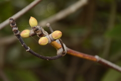 Rhizophora apiculata