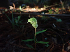Pterostylis brumalis