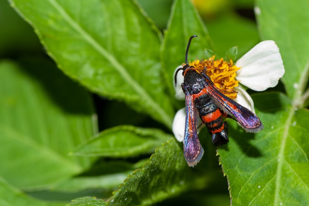 Florida Oakgall Borer Moth