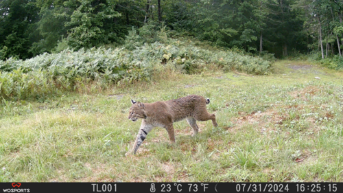 Bobcat photographed in Vermont