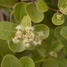 Syzygium caryophyllatum - Photo (c) Siddarth Machado, alguns direitos reservados (CC BY), uploaded by Siddarth Machado