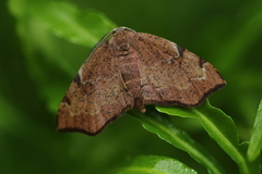 Achrosis