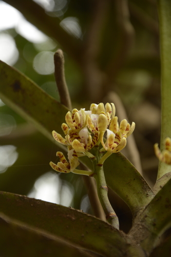Image of Acampe praemorsa by (c) Siddarth Machado, some rights reserved (CC BY)