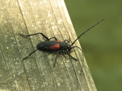 Purpuricenus humeralis