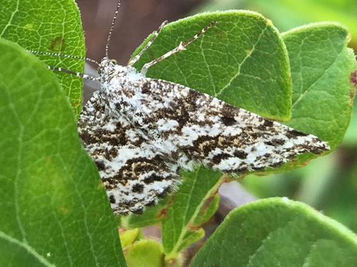 Sharp-lined Powder Moth photo 2