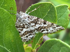 Eufidonia discospilata