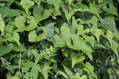Dioscorea tokoro