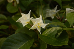 Chonemorpha fragrans