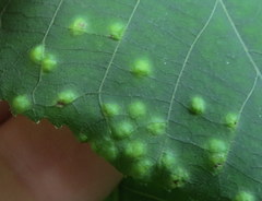 Pseudomicrostroma juglandis