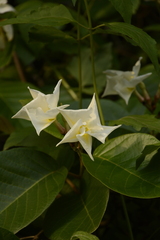 Chonemorpha fragrans