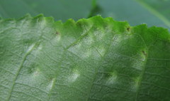 Pseudomicrostroma juglandis