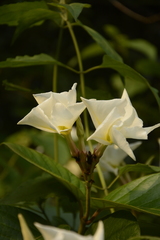 Chonemorpha fragrans