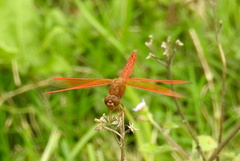 Brachythemis contaminata