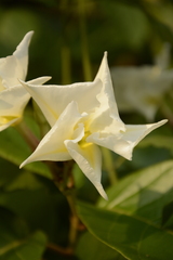 Chonemorpha fragrans
