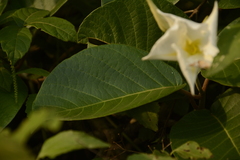 Chonemorpha fragrans