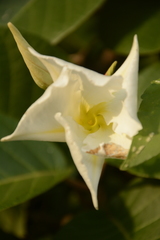 Chonemorpha fragrans