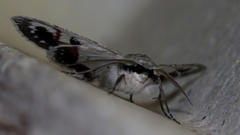 Crypsiphona tasmanica