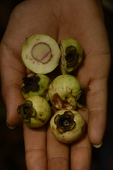 Syzygium hemisphericum